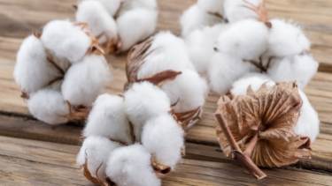 Why cotton is better than microfiber