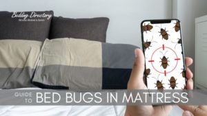 Read more about the article How to Get Rid of Bed Bugs in a Mattress